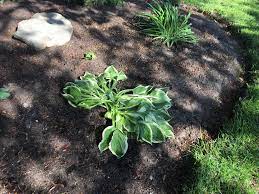 Learning how to grow hostas isn't difficult — it's actually one of the easiest perennials to tend. Transplant Fail Yesterday I Moved This Hosta From The Back Yard To The Front Yard Did I Kill It Gardening