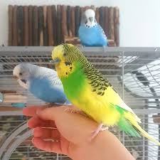 Maybe you would like to learn more about one of these? Wellensittiche Zahmen In Funf Schritten Wellensittiche Blog Wellensittich Zahmen Wellensittich Sittiche