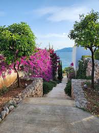 Image result for Bougainvillea