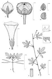 Image result for Ipomoea coptica