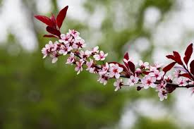 Garden bushes with pink flowers. 13 Marvellous Shrubs With Pink Flowers Horticulture Co Uk