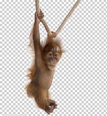 We offer you for free download top of orangutan clipart pictures. Gorilla Orangutan Baby Baby Orangutans Sumatran Orangutan Chimpanzee Png Clipart Animal Animals Arboreal Baby Baby Baby