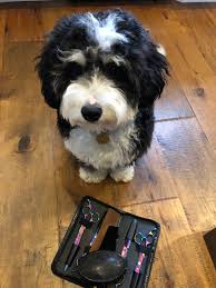 Buy your bernedoodle puppy directly from a trusted breeder. 1mdbu4616teom
