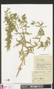 Image result for Hermbstaedtia schaeferi