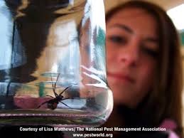 Widow spiders and false widow spiders (also called cupboard spiders) differ in size, which is probably the main reason that false widow spider bites are unpleasant but not the kind of thing that commonly send people to the er. Black Widow Spiders Facts Extermination Information