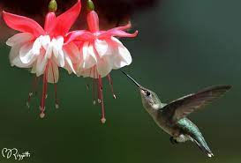 Ruby Throated Hummingbird Fuchsia Female Hummingbird Hummingbird Plants Plants To Attract Hummingbirds