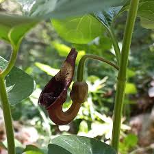 Image result for Aristolochiaceae