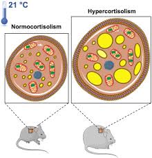 Check spelling or type a new query. Glucocorticoids And Brown Adipose Tissue Do Glucocorticoids Really Inhibit Thermogenesis Sciencedirect