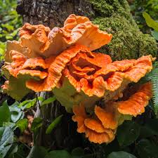 Chicken Of The Woods Laetiporus Sulphureus Chicken Of The Woods Mushroom Cultivation Mushroom Culture