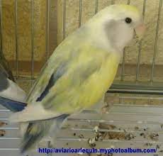 Honey Panosundaki Pin