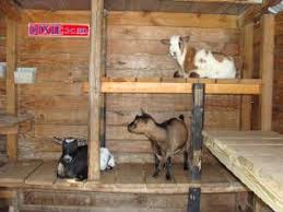 Registered Nigerian Dwarf Goats Miniature Goats Dwarf Goats Goat Farming