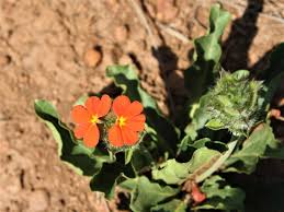 Image result for Crossandra greenstockii