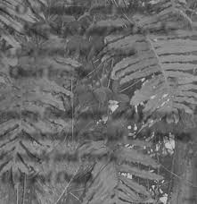 Image result for Aeschynomene pawekiae