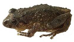 Image result for Pristimantis mutabilis