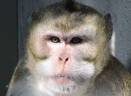 Zie primate (het ondubbelzinnig maken) voor ander gebruik. Warum Erforschen Wissenschaftler Primaten Max Planck Gesellschaft