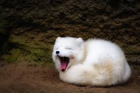 Its color depends on the time of year. Decline Of Super Cute Arctic Fox May Be Linked To Increased Mercury Levels Wired Uk