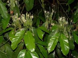 Image result for Oxyanthus speciosus