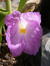 Image result for Siphonochilus aethiopicus