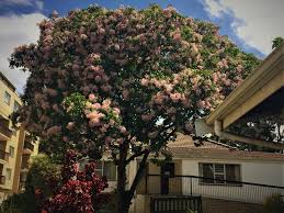 Image result for Calodendrum capense