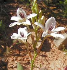 Image result for Tritonia moggii