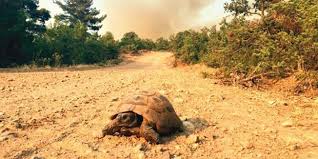 Ve kuzudan sadece 50 tanesinin kurtarılmasını sağlarken 550 dolayında küçükbaş hayvan yanarak telef oldu. Turkiye Deki Orman Yanginlarinda Binlerce Hayvan Oldu