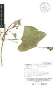 Image result for Lagenaria abyssinica