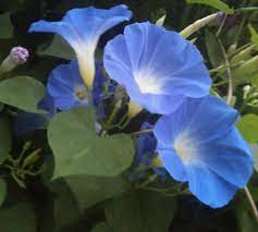 Today I M Grateful That The Morning Glory Seeds I Planted Grew Into A Big Healthy Vine On Our Fence Eve In 2020 Morning Glory Flowers Blue Morning Glory Morning Glory