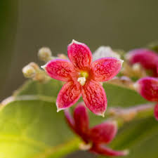 Image result for Sterculia subviolacea