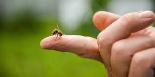 Read our articles about pest control in gilmer and longview and how to protect your home from rodents and insects. Do All Bees Sting Bug House Pest Control