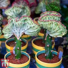 How to care for a coral cactus подробнее. Euphorbia Lactea Cristata House Plant Thompson Morgan