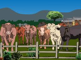 How To Tell The Difference Between Bulls Cows Steers And Heifers Animals Black And White Cow Calf Bull Cow