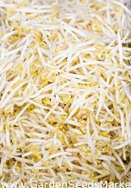 Tekstur tanah yang cocok adalah tanah liat dan mengandung penanaman benih. Bio Benih Bercambah Kacang Hijau Biji Organik Yang Diperakui Garden Seeds Market Penghantaran Percuma