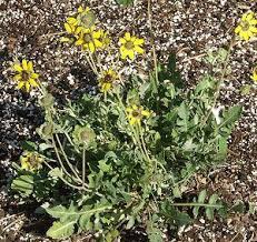 Vibrant yellow daisies with chocolate stamens and a rich chocolate scent. Berlandiera Lyrata Chocolate Scented Daisy Chocolate Flower Plants Backyard Garden Flowers