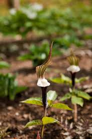 Image result for Arisaema