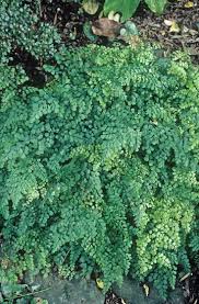 Adiantum Venustum Fairy Garden Plants Maidenhair Fern Shade Plants
