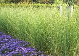 Front Porch Area Except With Purple Iris S Need Purple Ground Cover And More Tall Grasses Tall Ornamental Grasses Ornamental Grasses Grasses Landscaping