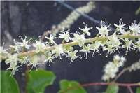 Image result for Anredera