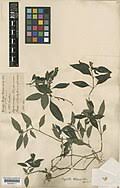 Image result for Afrosciadium rhodesicum