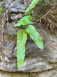 Image result for Oleandra distenta