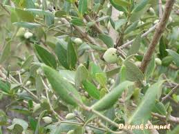 Image result for Avicennia marina