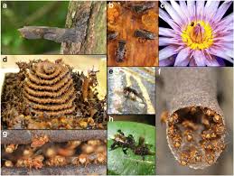 Leo es pichichi y fue sustituido en el 65' con vistas a la supercopa. Chemical Ecology Of Stingless Bees Springerlink