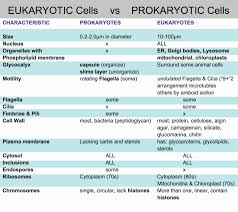 Prokaryotes And Eukaryotes Worksheet Prokaryotic Cells Vs Eukaryotic Cells Venn Diagram Franklin In 2020 Prokaryotic Cell Prokaryotes Kids Worksheets Printables