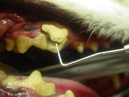 If we do not take care of his dental health since they are puppies they will accumulate tartar little by little, from the start of the gum until the rest of the tooth, his mouth will smell bad and it can lead to serious infection in the rest of his body. Cleaning Plaque Off Dog Teeth Online