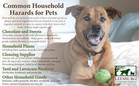 Common Household Hazards For Pets Many Products Foods And Plants Can Be Harmful To Our Pets Poison Prevention Week Poison Prevention National Animal