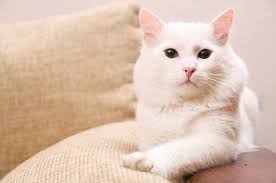 This name suits a sweet, charming, white and cute kittie. White Cat Names 200 Best Names For Your Snowball