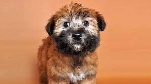 They're also very small dogs so their litter size is when purchasing a boston terrier, always make sure to do your research on where it's coming from. Soft Coated Wheaten Terrier Price Temperament Life Span