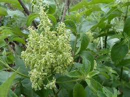 Image result for Hoslundia