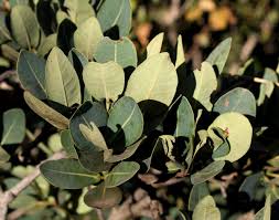 Image result for Syzygium cordatum