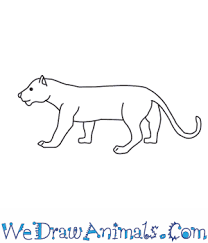 National geographic stories take you on a journey that's always enlightening, often surprising, and unfailingly fascinating. How To Draw A Panther