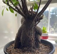 Should I leave or cut aerial roots on my ficus bonsai tree?